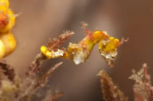 152 Pontohi Pygmy Seahorse