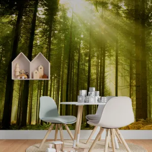 Sunny Green Forest Wallpaper Mural