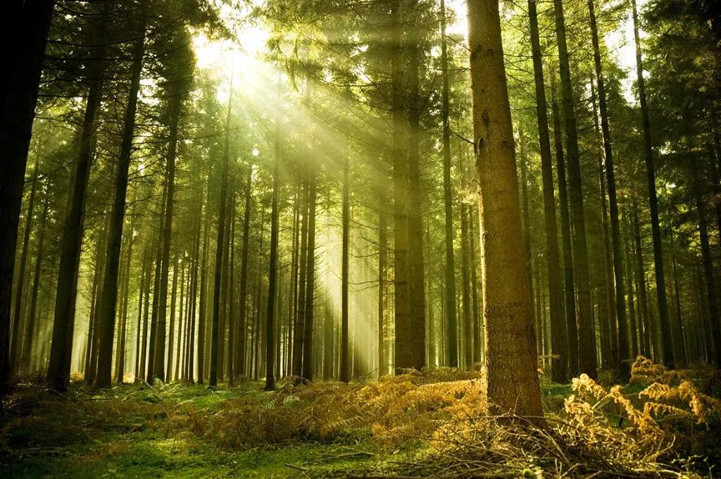 Sunny Green Forest Wallpaper Mural