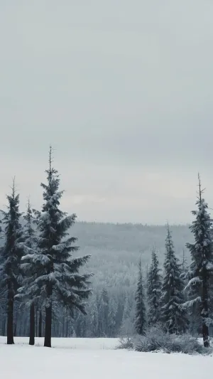 Winter Bliss: 14 Aesthetic Wallpapers to Jazz Up Your Screens
