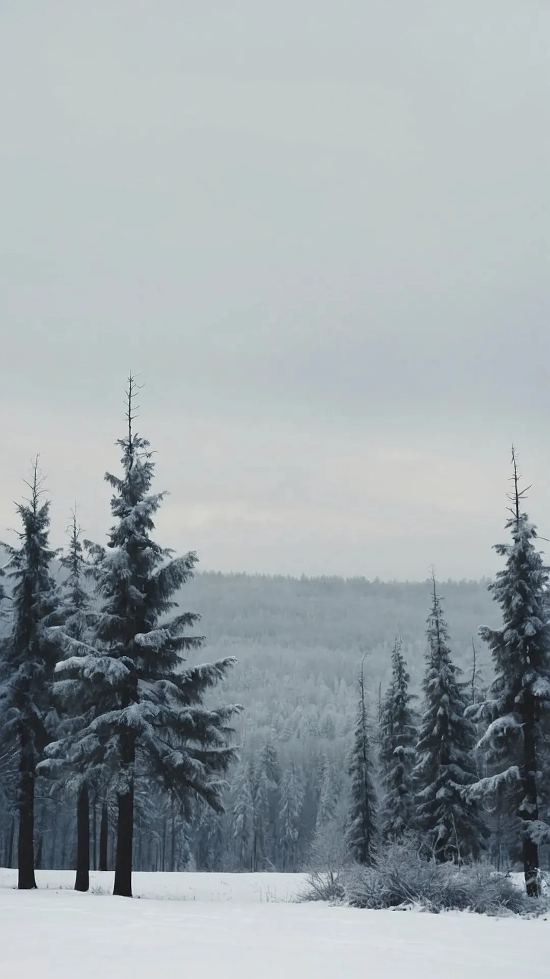 Winter Bliss: 14 Aesthetic Wallpapers to Jazz Up Your Screens